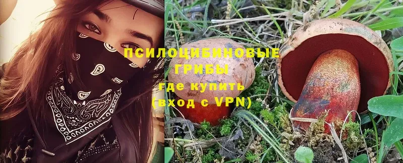 Галлюциногенные грибы Psilocybe  блэк спрут ссылки  Губкин 